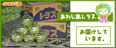 あわじ島レタス お届けしています