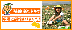 淡路島　新たまねぎ　収穫・出荷はじまりました！